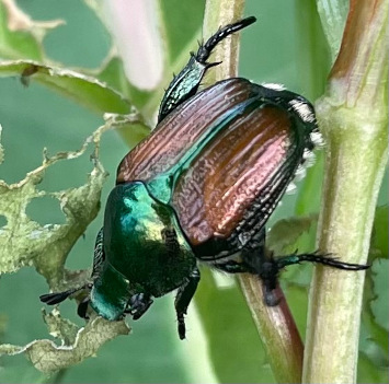 japanese beetle (invasive and destructive)