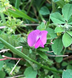 Common vetch