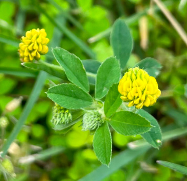 Medicago lupulina (black medic) [WRONG PHOTO - TO BE REPLACED]