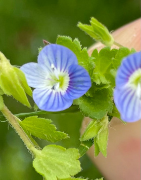 Veronica persica (birdseye speedwell)