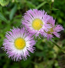 Erigeron annuus (fleabane)?