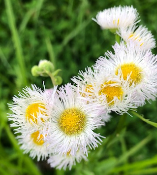 Erigeron annuus (fleabane)