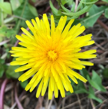 Taraxacum (Dandelion)