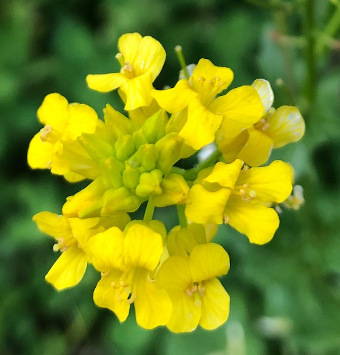 Creeping Madwort (Alyssum repens) ?