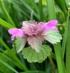 some kind of Lamium (dead-nettle)