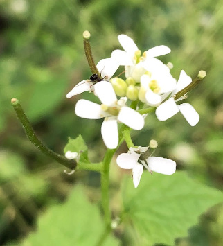 Garlic mustard (Alliaria petiolata)