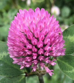 Red clover