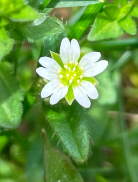 Mouseear chickweed (Cerastium vulgatum)