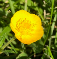 Ranunculus bulbosus (buttercup)