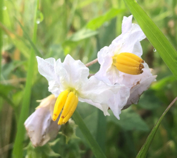 Solanum carolinense (horse nettle)