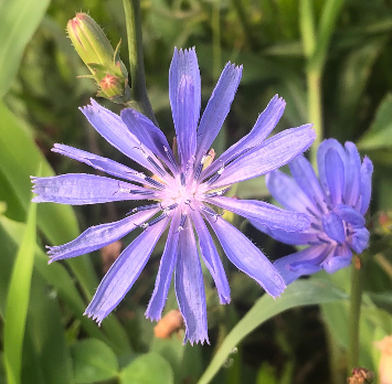 Common chicory (Cichorium intybus)