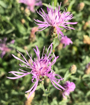 Spotted Knapweed (Centaurea stoebe)