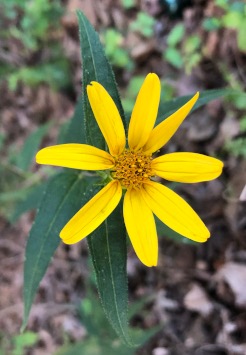 Woodland sunflower (Helianthus divaricatus) ?