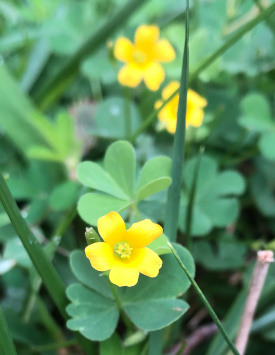 Yellow wood sorrel?