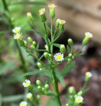 Daisy fleabane (Erigeron annuus) ?