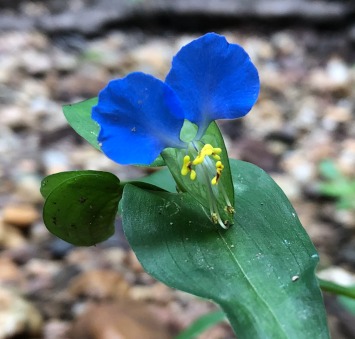 Commelina communisi (Asiatic dayflower)