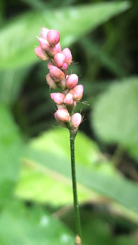 Pennsylvania Smartweed (Polygonum pensylvanicum)
