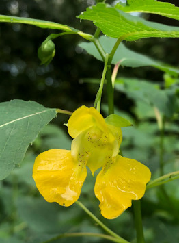 Impatiens pallida (Yellow Jewelweed)