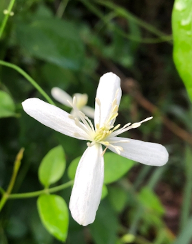 Sweet Autumn Clematis (Clematis terniflora)