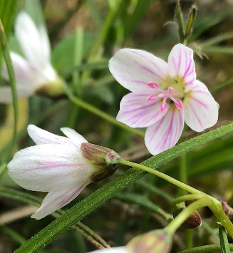 Claytonia virginica