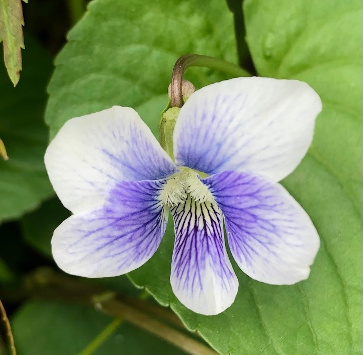 Confederate violet (Viola sororia f. priceana)