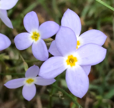 Houstonia caerulea