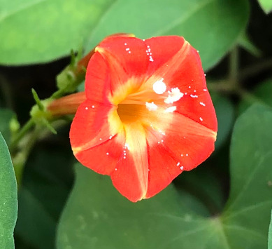 Ipomoea species, scarlet star glory