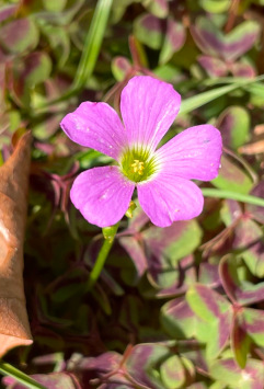 Violet wood-sorrel