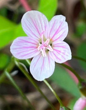 Claytonia virginica