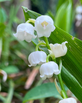 Lily of the Valley