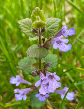 Glechoma hederacea (Creeping Charlie)