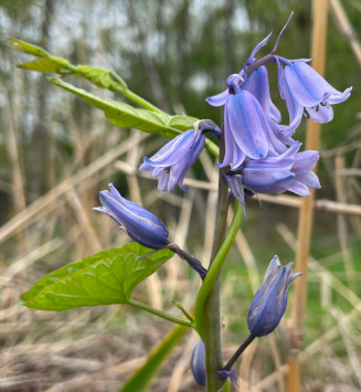 Hyacinthoides non-scripta (Common bluebell)