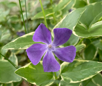 Greater periwinkle (Vinca major)