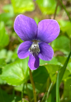 Common blue violet (Viola sororia)