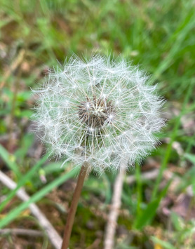 Dandelion seedhead