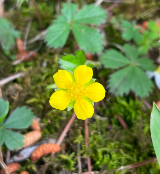 Mock strawberry (Potentilla indica)