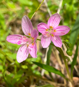 Claytonia virginica