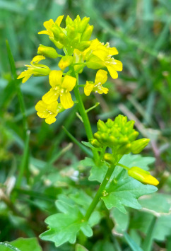 wintercress (Barbarea vulgaris)