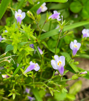 Mazus pumilus (Japanese mazus)