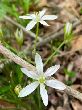 Garden star-of-Bethlehem (Ornithogalum umbellatum) ?