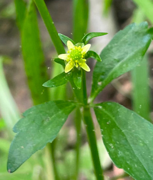 Little-leaf Buttercup (Ranunculus abortivus)