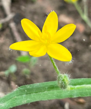 Yellow Star-grass (Hypoxis hirsuta)
