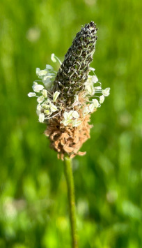 Ribwort Plantain (Ribwort Plantain)