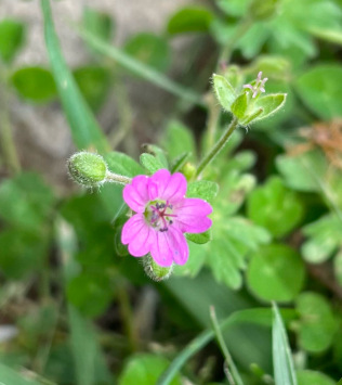 Dove's foot cranesbill (Geranium molle)