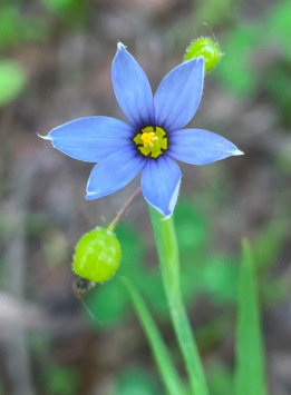 Blue-eyed gras (sisyrinchium angustifolium)