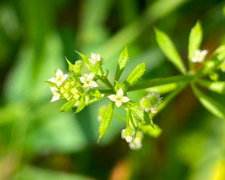 Galium