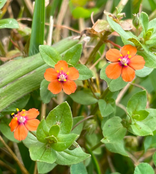 Scarlet pimpernel (Lysimachia Arvensis)