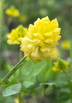 hop clover (Trifolium campestre)