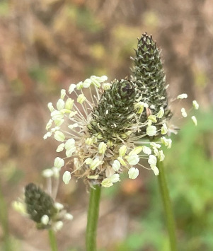 ribwort plantain (Plantago lanceolata)