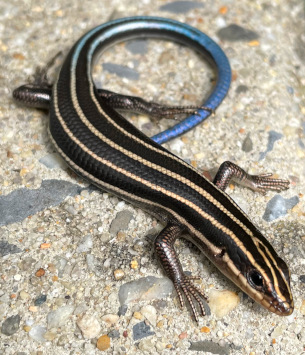 blue-tailed skink (Plestiodon fasciatus)